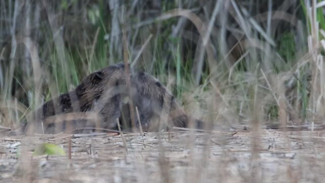 Close-up of beavers fighting each other surrounded by reed in a lake