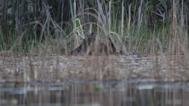 Beavers fight and grab each other, and display their tails in a Swedish lake