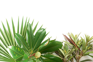 Exotic tropical green plants leaves background with white copy space