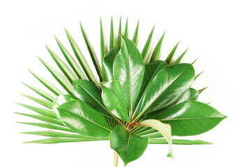 Close-up exotic tropical green plants on white background