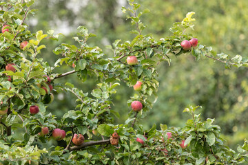 Apples grown without artificial fertilizers on an old apple tree. Organic Fruit.