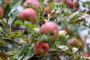 Apples grown without artificial fertilizers on an old apple tree. Organic Fruit.