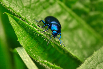 Blue beetle on Thistle Leaf