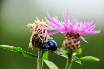 Close up of two beetles mating on a leaf. Pink milk thistle flower in bloom in summer morning.