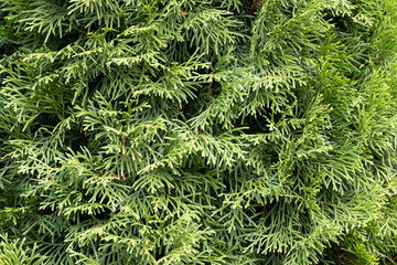 White Cedar Leaves Background. Thuja Occidentalis.