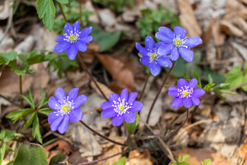 Blue flowers of anemone hepatica in the forest. Hepatica nobilis.