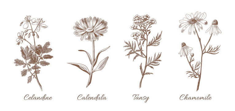 Set of Medicinal Herbs. Hand painted Plants on Vintage style. Botanical illustration. Forest and meadow Flowers - Chamomile, Calendula, tansy and celandine for logo or placard