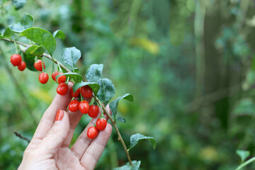 Harvesting goji berries. A female hand touches fresh goji berries on a bush branch in the garden.