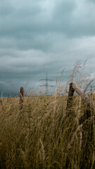 Fence on a wheat field with a high voltage line in the background under a stormy sky