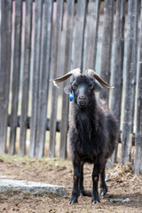 Fototapeta premium portrait of a goat