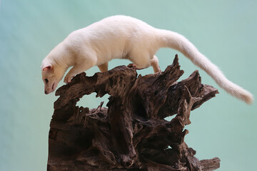 An Asian palm civet leucistic looking for prey on a rotting log. This mammal has the scientific name Paradoxurus hermaphroditus. 