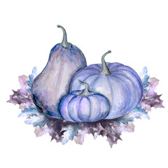 Blue and violet pumpkins on maple leaves. Hand drawn watercolor unique autumn blue pumpkin vegetables and leaves. Isolated on white background. Autumn harvest. Autumn fall. Design for Autumn holidays.