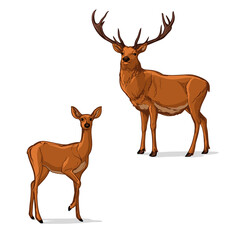 Vector illustration of a Deer. Two deer, isolated on a white background. © Vasili