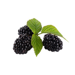 Ripe blackberries isolated on white.