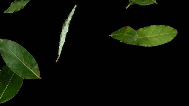 Super slow motion of flying whole fresh bay leaves spice. Filmed on high speed cinema camera, 1000 fps