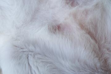close up of  cat hair.