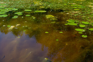 An algal bloom, the water in the river bloomed, the appearance of a lot of green algae, grass, water lilies, reflections, summer sunny day - obrazy, fototapety, plakaty