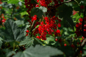 Many bright ripe red currant berries hang in bunches on a branch among green leaves, foliage on a bush, summer harvesting, close-up