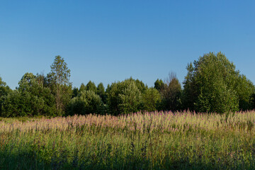 Obraz premium Meadow with purple pink almost faded willowherb flowers, sunny summer in warm sunset light, green trees and blue sky background, Chamaenerion angustifolium
