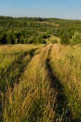 Country road in a field on a hill among golden grass, cereals, flowers, leading past trees, woods at sunset. Russian nature