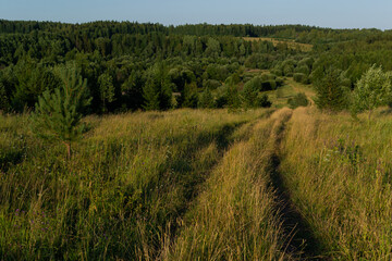 Fototapeta na wymiar Country road in a field on a hill among golden grass, cereals, flowers, leading past trees, woods into the distance at sunset. Russian nature