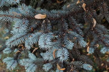 Coniferous branches with sharp needles of two colors white light blue and dark green turquoise spruce, close-up, macro, autumn