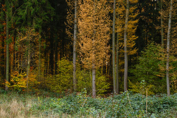 Fototapeta premium Mixed woodland in autumn