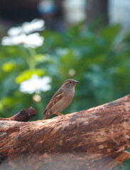 Female sparrow on a log in front of white flowers in spring, in Adelaide, South Australia