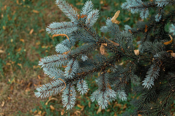 Two-colored spruce branches, light blue and dark green with sharp needles, autumn grass background, top view