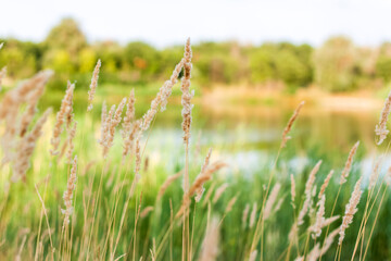 Pampas grass on the lake, reeds, cane seeds. The reeds on the lake are swaying in the wind against the background of the blue sky and water. © Alina Lebed