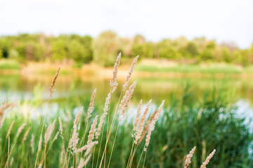 Pampas grass on the lake, reeds, cane seeds. The reeds on the lake are swaying in the wind against the background of the blue sky and water.