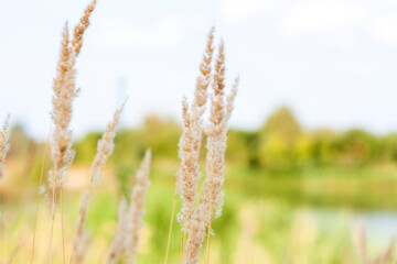 Pampas grass on the lake, reeds, cane seeds. The reeds on the lake are swaying in the wind against the background of the blue sky and water.