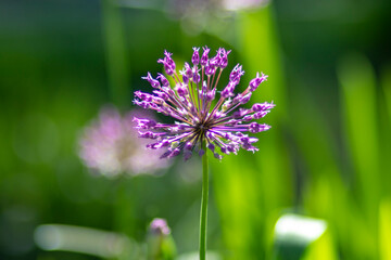 Allium fistulosum on a background of green grass in the park. High quality photo 1