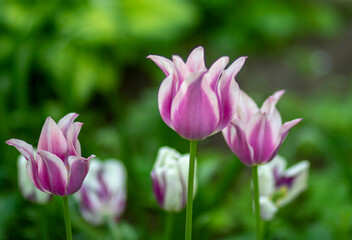 Obraz na płótnie Canvas Lilac tulip on a background of green grass in the park. High quality photo 2