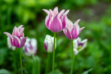 Obraz premium Lilac tulip on a background of green grass in the park. High quality photo 1
