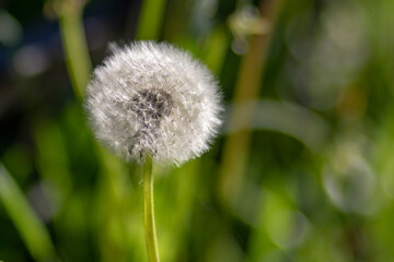 Taraxacum officinale on a background of green grass in the park. High quality photo