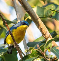 Tropical Parula bird (Setophaga pitiayumi) in Brazil.