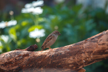 Female sparrow on a log in front of white flowers in spring, in Adelaide, South Australia