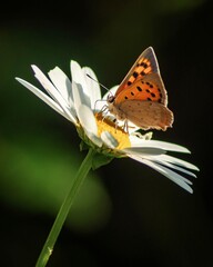 Le papillon et la fleur