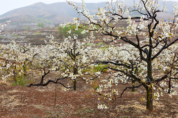 In spring, the pear trees on the hillside are full of pear flowers, and the petals fall on the ground in rainy days