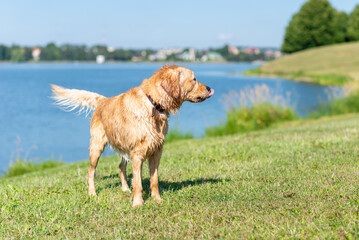 Wet Golden labrador dog staying near the water.happy Labrador retriever. Water is near.Copy space.