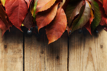 Naklejka na ściany i meble Autumn leaves on wooden background. Purple, red, autumn leaf and wild grape