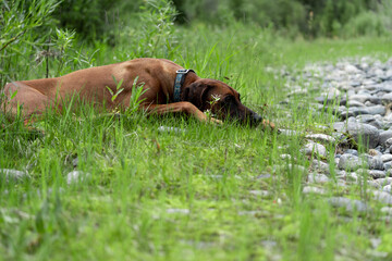Fototapeta na wymiar The dog was hiding in the grass. Rhodesian Ridgeback went to rest