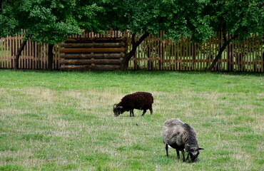 A view of two sheep, a grey and a dark one, grazing and looking for food in the field behind a wooden fence seen in the middle of a rural public park on a Polish countryside on a summer day