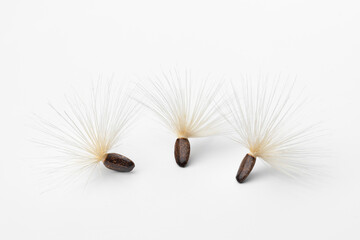  Seed with white pappus of a blessed milkthistle isolated on white background close up