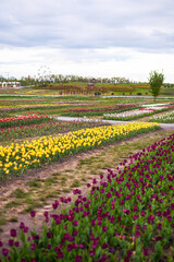 A beautiful park in which tulips bloom on a field