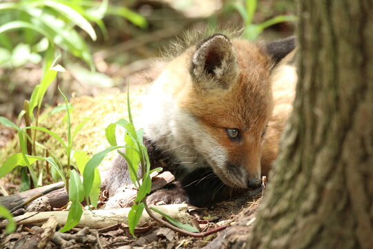 4 684 Best 狐 Images Stock Photos Vectors Adobe Stock