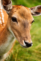 close up of a deer