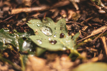 waterdrops inside leaf