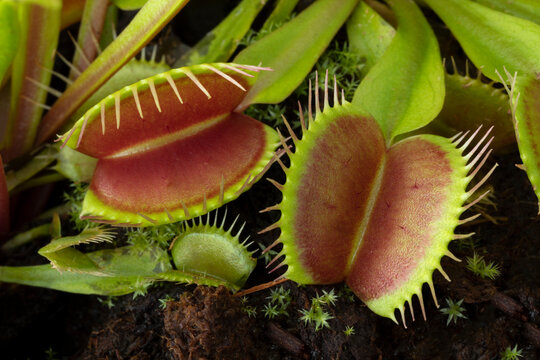 Leaves of the Venus flytrap, Dionaea muscipula, subtropical carnivorous plant close up 